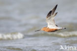 Bar-tailed Godwit (Limosa lapponica)