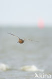 Bar-tailed Godwit (Limosa lapponica)