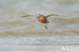 Rosse Grutto (Limosa lapponica)