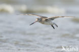 Bar-tailed Godwit (Limosa lapponica)