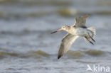 Bar-tailed Godwit (Limosa lapponica)