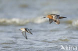 Bar-tailed Godwit (Limosa lapponica)