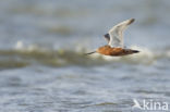 Bar-tailed Godwit (Limosa lapponica)