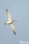 Bar-tailed Godwit (Limosa lapponica)