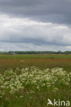 Cow Parsley (Anthriscus sylvestris)