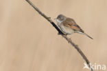 Greater Whitethroat (Sylvia communis)