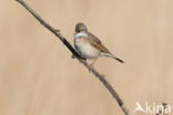 Greater Whitethroat (Sylvia communis)