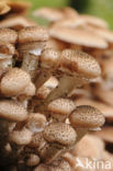 Schubbige bundelzwam (Pholiota squarrosa)