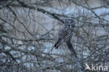 Great Grey Owl (Strix nebulosa)