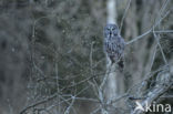 Great Grey Owl (Strix nebulosa)