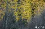 Great Grey Owl (Strix nebulosa)