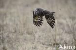 Great Grey Owl (Strix nebulosa)