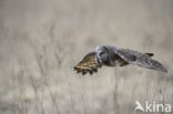 Great Grey Owl (Strix nebulosa)