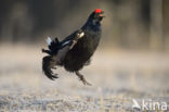 Black Grouse (Tetrao tetrix)