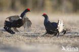 Black Grouse (Tetrao tetrix)