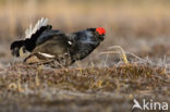 Black Grouse (Tetrao tetrix)