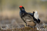 Black Grouse (Tetrao tetrix)