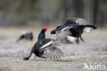 Black Grouse (Tetrao tetrix)