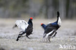 Black Grouse (Tetrao tetrix)