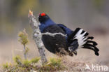 Black Grouse (Tetrao tetrix)