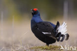 Black Grouse (Tetrao tetrix)