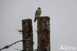 Smelleken (Falco columbarius)