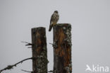 Merlin (Falco columbarius)