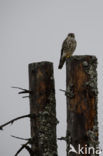 Smelleken (Falco columbarius)