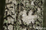 Lichen (Haematomma spec.)