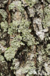 Lichen (Haematomma spec.)