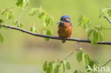 IJsvogel (Alcedo atthis)