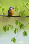 IJsvogel (Alcedo atthis)