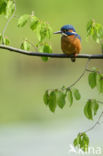 IJsvogel (Alcedo atthis)