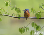 Kingfisher (Alcedo atthis)