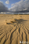 Nationaal Park De Hoge Veluwe