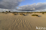 National Park De Hoge Veluwe