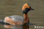 Kuifduiker (Podiceps auritus)