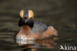 Kuifduiker (Podiceps auritus)