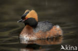 Kuifduiker (Podiceps auritus)