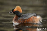 Kuifduiker (Podiceps auritus)