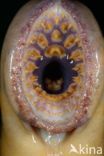 Sea Lamprey (Petromyzon marinus)