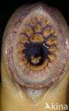 Sea Lamprey (Petromyzon marinus)