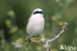 Grauwe Klauwier (Lanius collurio)