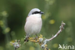 Grauwe Klauwier (Lanius collurio)