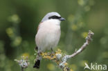 Grauwe Klauwier (Lanius collurio)