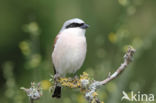 Grauwe Klauwier (Lanius collurio)