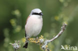 Grauwe Klauwier (Lanius collurio)