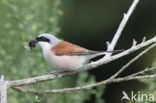 Red-backed Shrike (Lanius collurio)