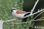 Red-backed Shrike (Lanius collurio)