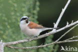 Grauwe Klauwier (Lanius collurio)